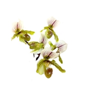 ارکیده پافیوپدیلوم(کفشی)