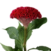سلوزیا تاج خروس