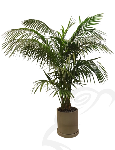GA3897