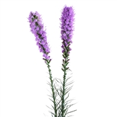 لیاتریس